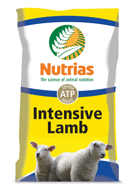 intensive lamb